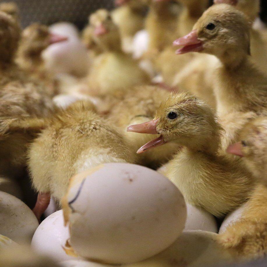 Bird flu confirmed in older Wyoming woman who likely had contact with infected flock at her home